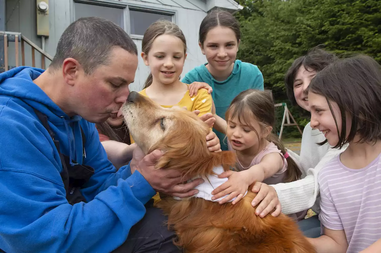 Blind, older dog found in Alaska 3 weeks after wandering off