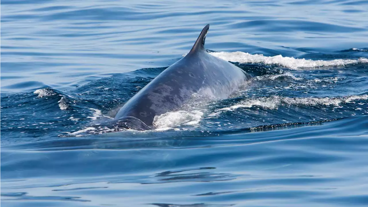 Fin whales return to historic feeding grounds in conservation win