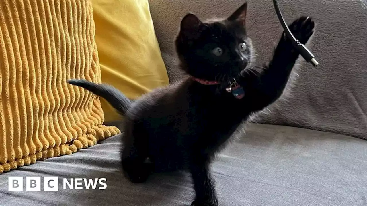 Smudge the stranded M18 motorway kitten on road to recovery