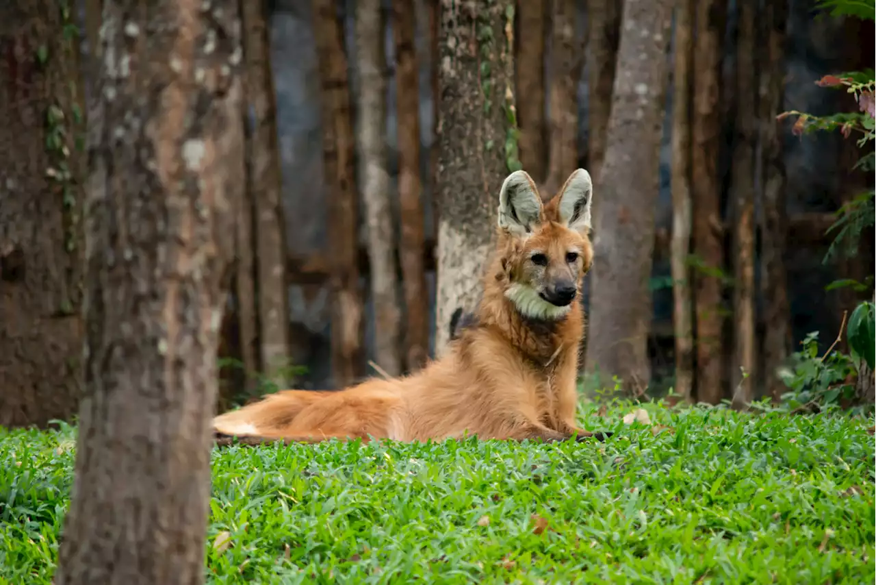 Maned wolf is a strange cross between a fox and a deer, and you’ve never seen anything like it