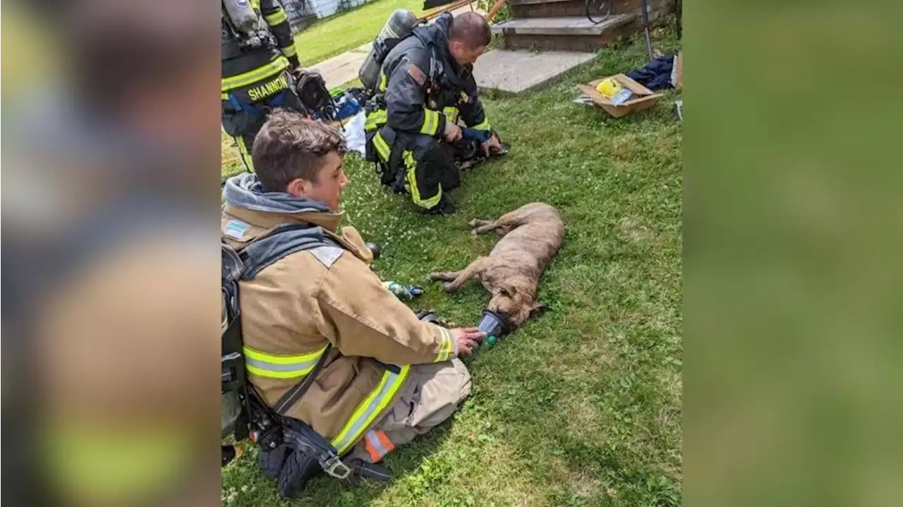 Elyria Fire Department saves dog from house fire