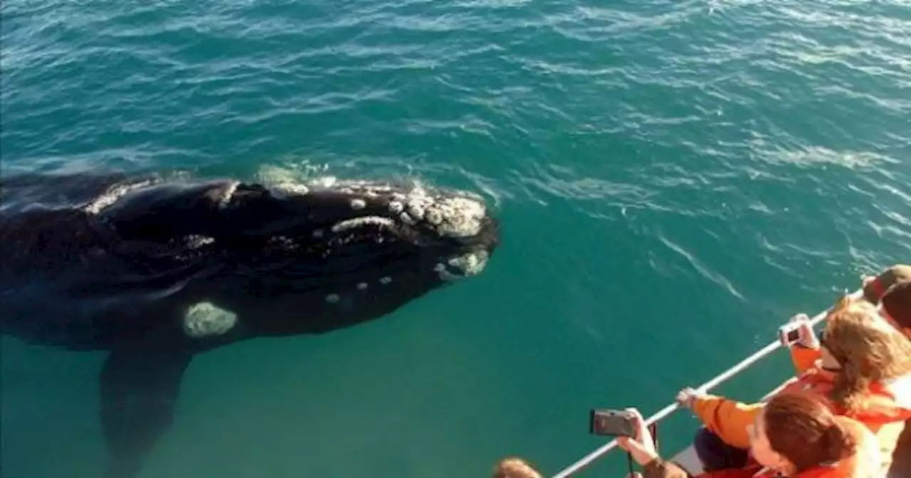 Vacaciones de invierno en Puerto Madryn: avistaje de ballenas, nadar con lobos y las mejores excursiones