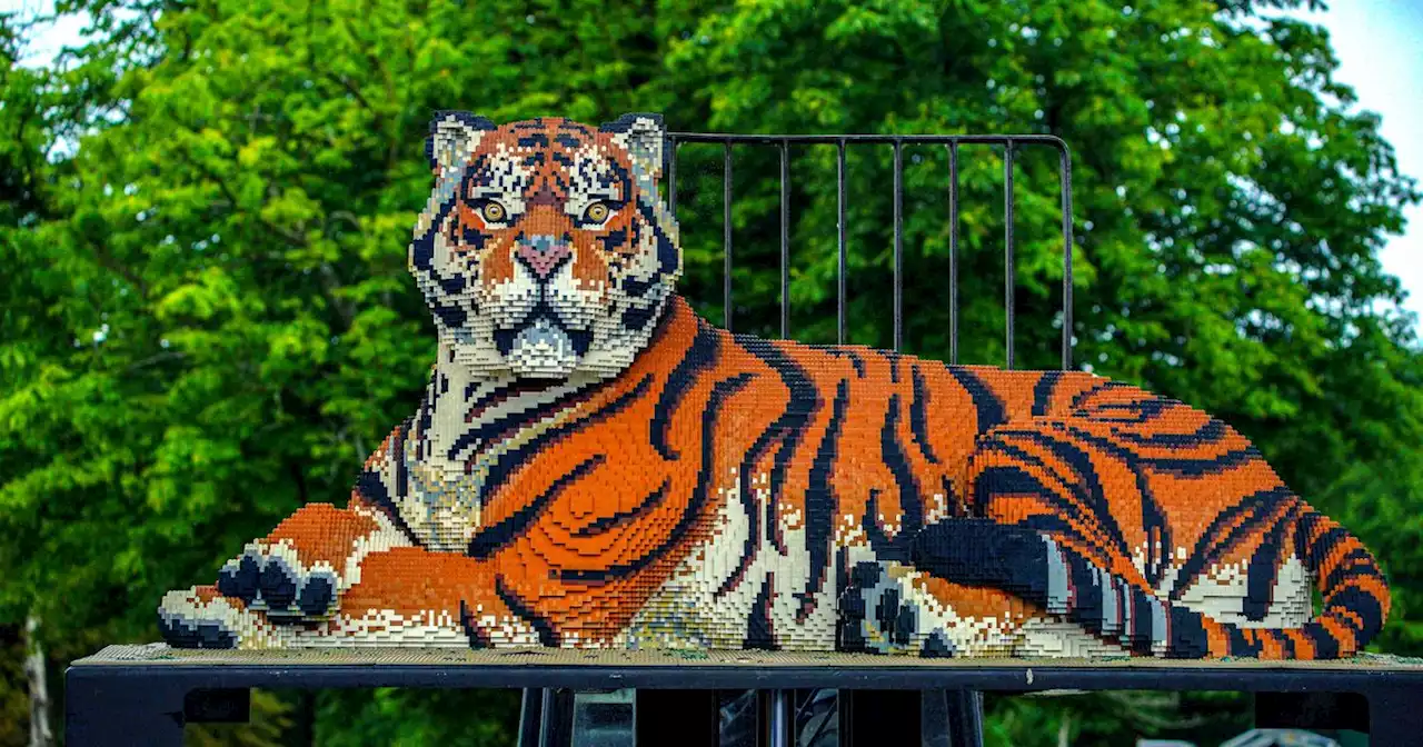 27 life size 'brick' animals going on display at Knowsley Safari