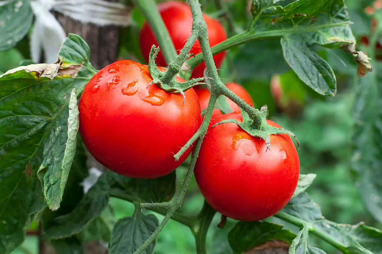 What to do now to get your garden ready for fall tomatoes