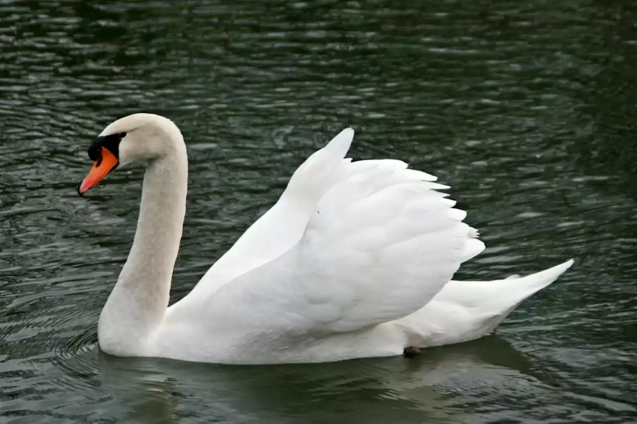 Glasgow affected by the worst bird flu outbreak in Scotland, charity warns