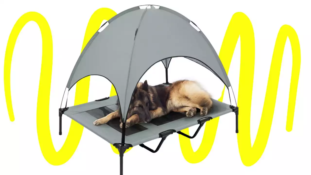 10 Brilliant Items From Target That Will Keep Your Pup Cool This Summer