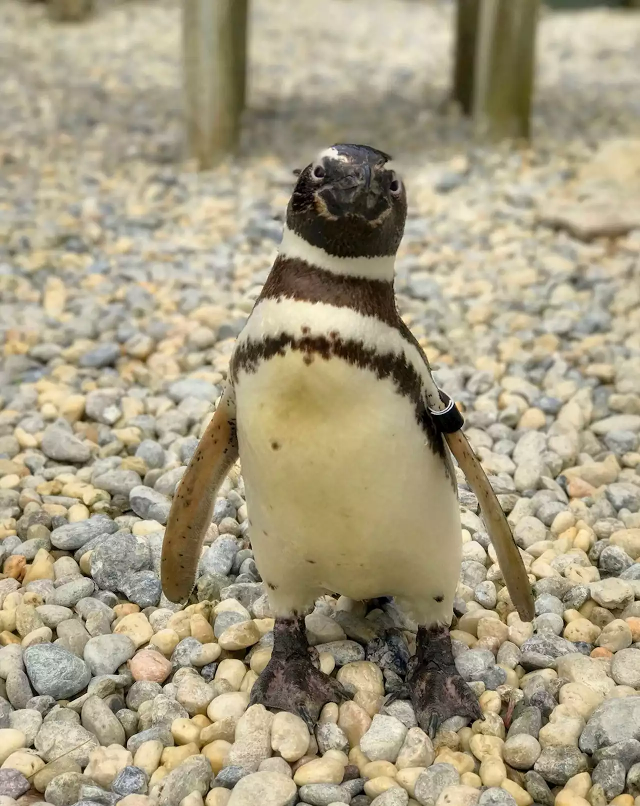 San Francisco Zoo's Oldest Magellanic Penguin Dies At 40