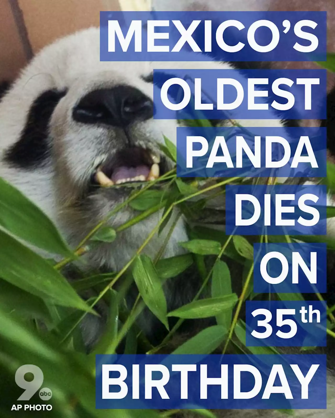 Oldest panda in Mexico dies at zoo on her 35th birthday