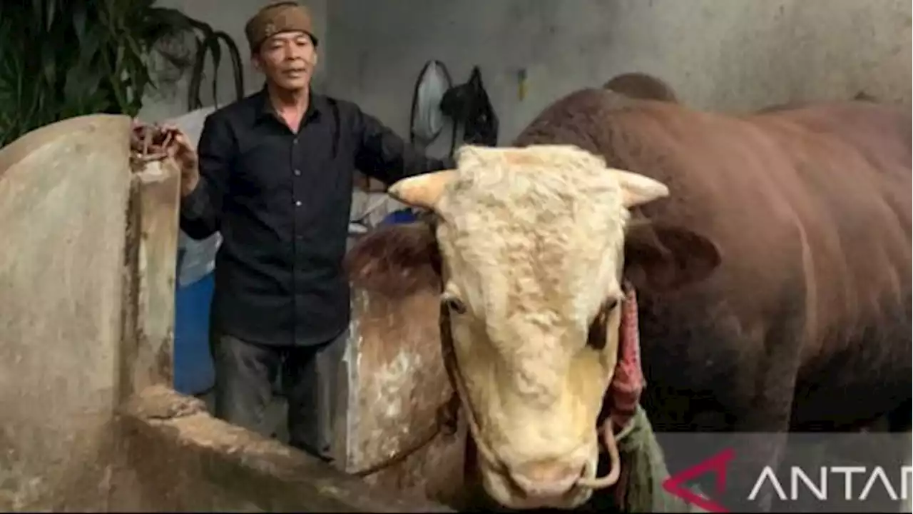 Kisah Slamet, Sapi Kurban Presiden Jokowi yang Sering Menang Kontes, Dibeli Seharga Rp100 Juta!