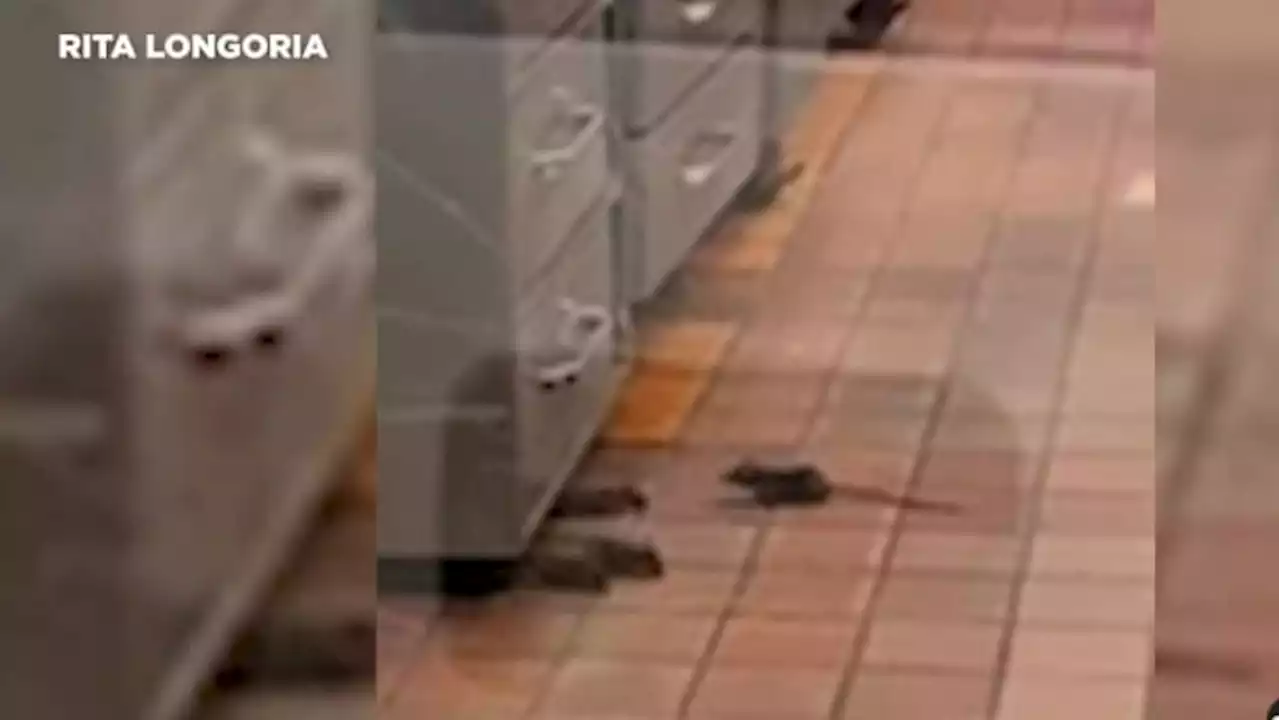 VIDEO: Woman spots rodents running around kitchen floors at Taco Cabana in San Antonio