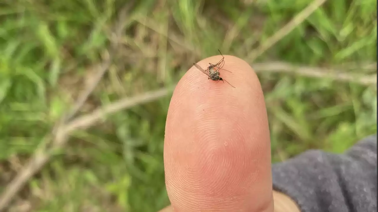 Alaska's dry summer could mean more mosquitoes next year, entomologist says