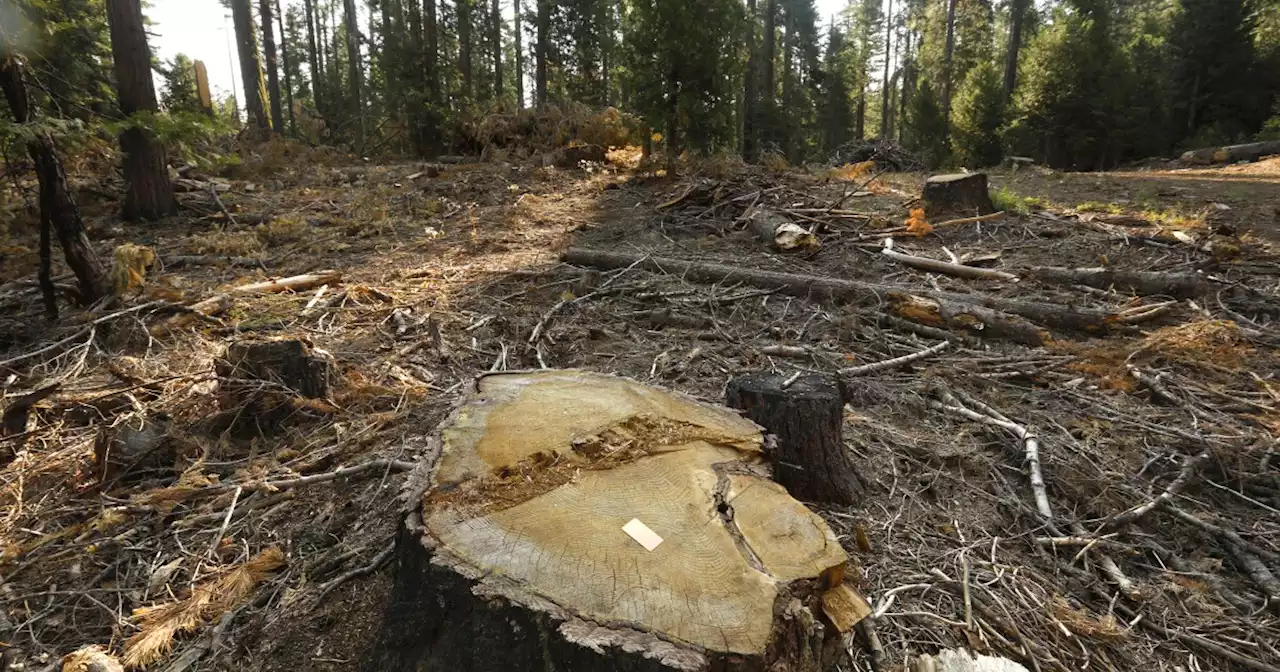 Logging project in Yosemite National Park halted after environmental lawsuit