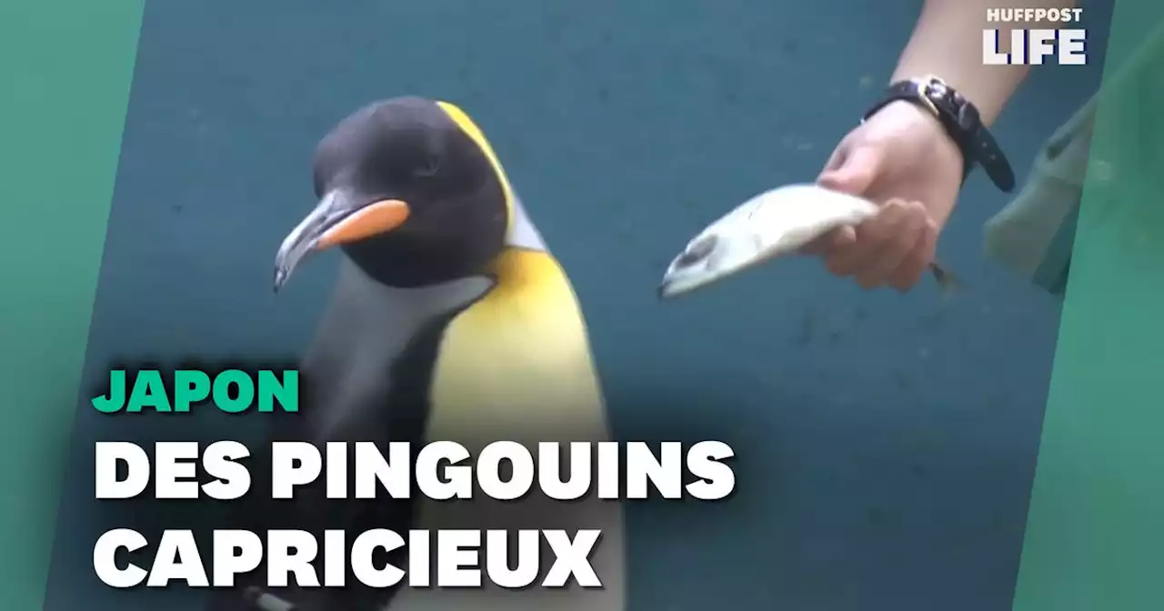 Les pingouins aussi ressentent les effets de l'inflation dans leur assiette