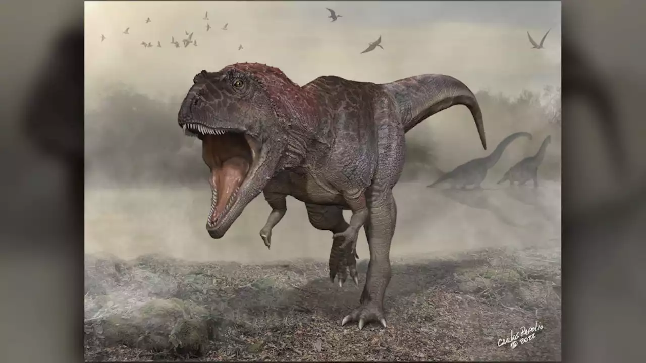 Giant meat-eating dinosaur had a fancy skull and wee arms like T. rex