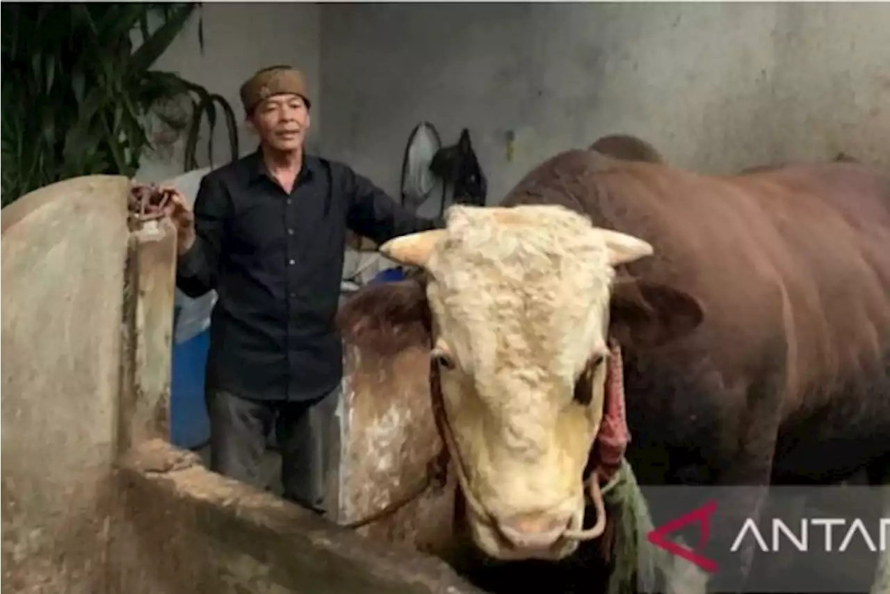 Kisah Sapi Simmental yang Dibeli Jokowi untuk Kurban