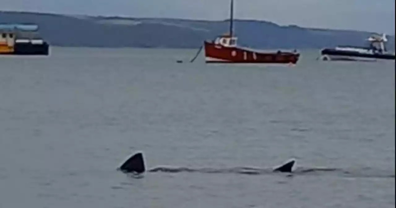 Huge '12ft' shark spotted lurking near Welsh beach