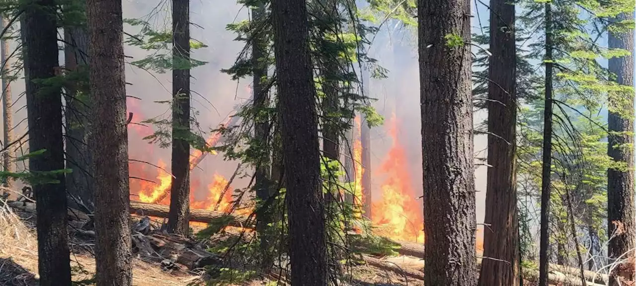 Yosemite: Wildfire forces closure of Mariposa Grove