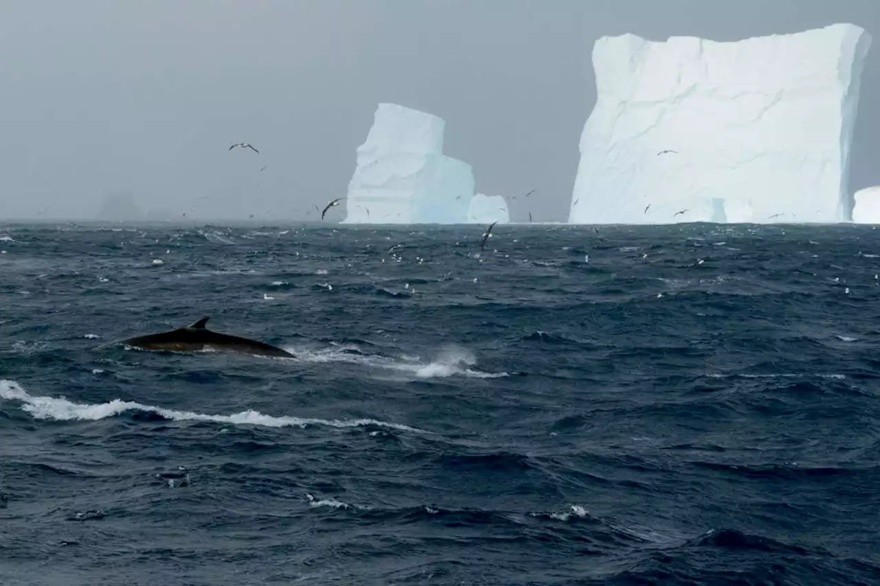 Southern fin whales have recovered to large numbers in the Antarctic