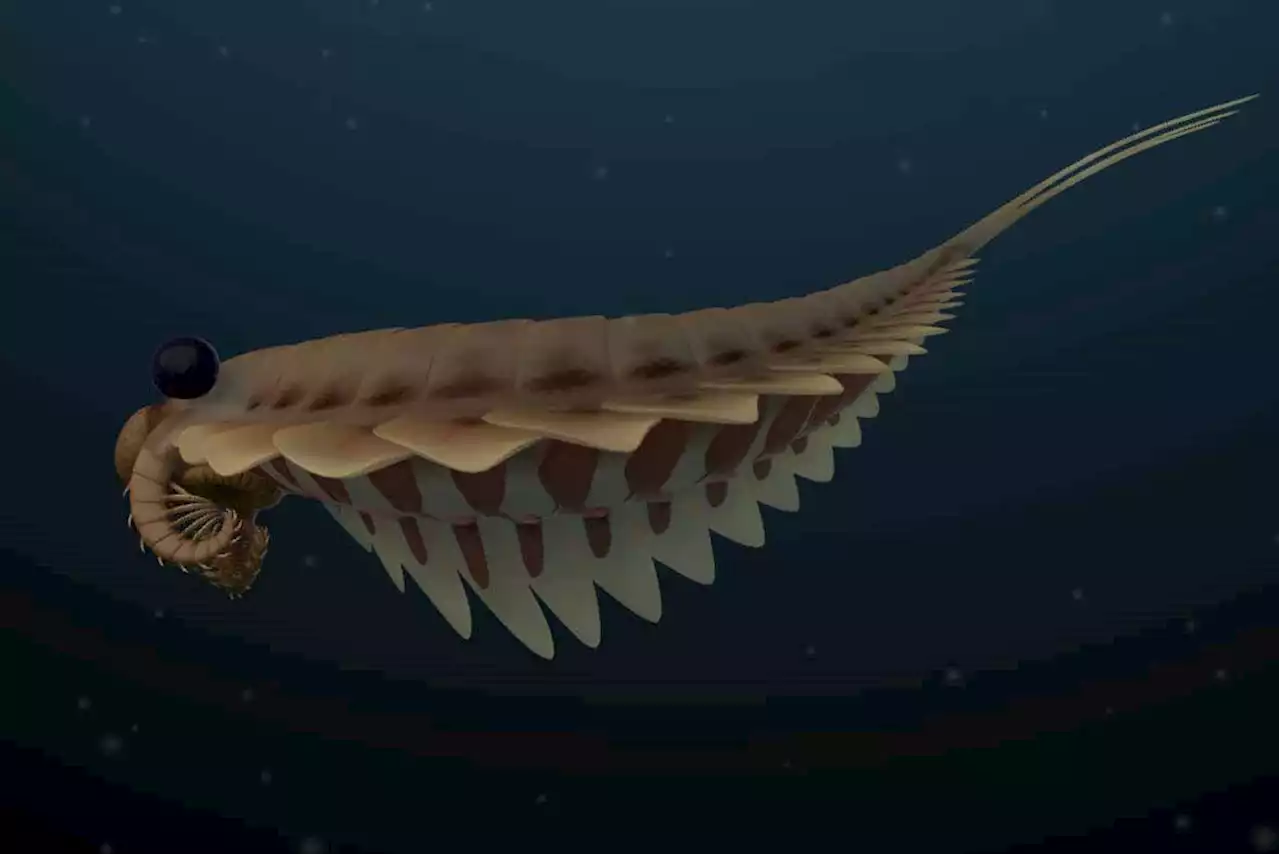 Three-eyed predator stalked the seas 500 million years ago