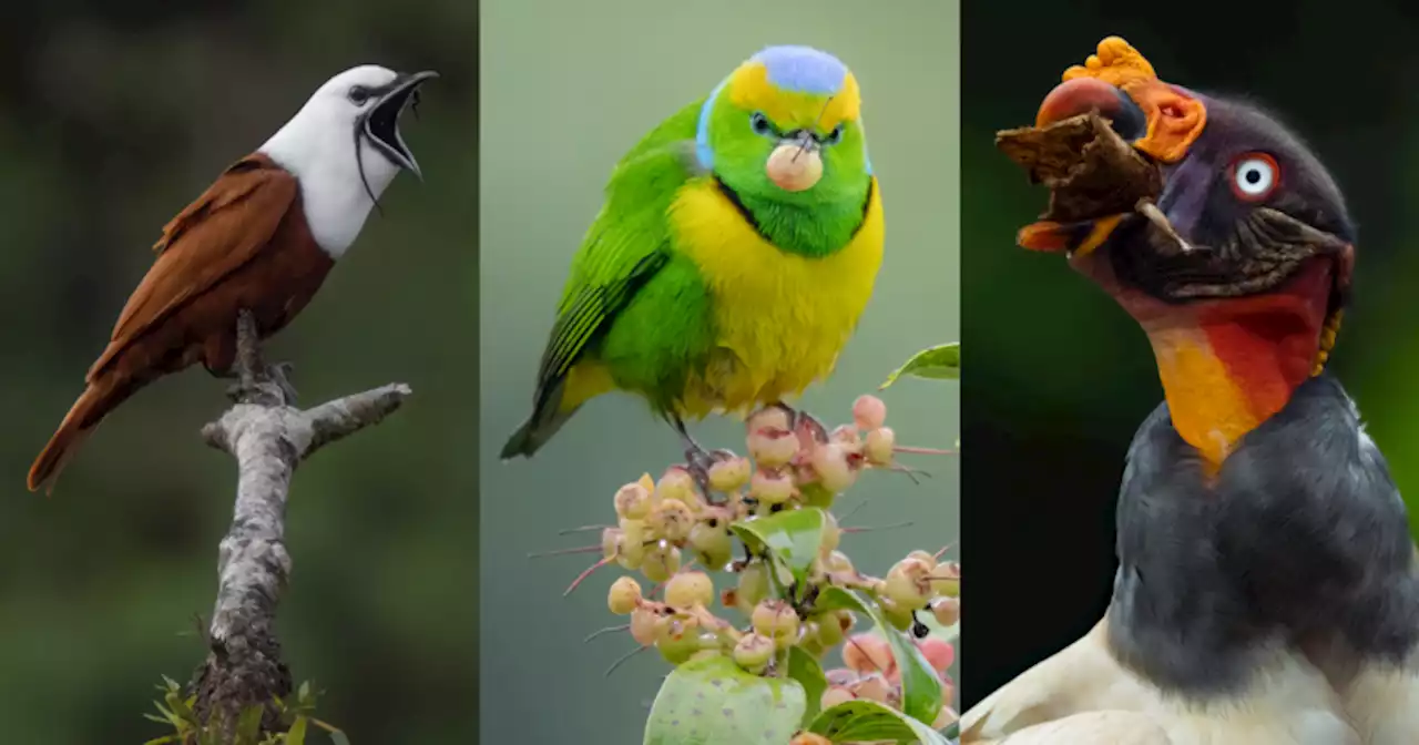 10 Tips for Capturing Incredible Photos of Birds