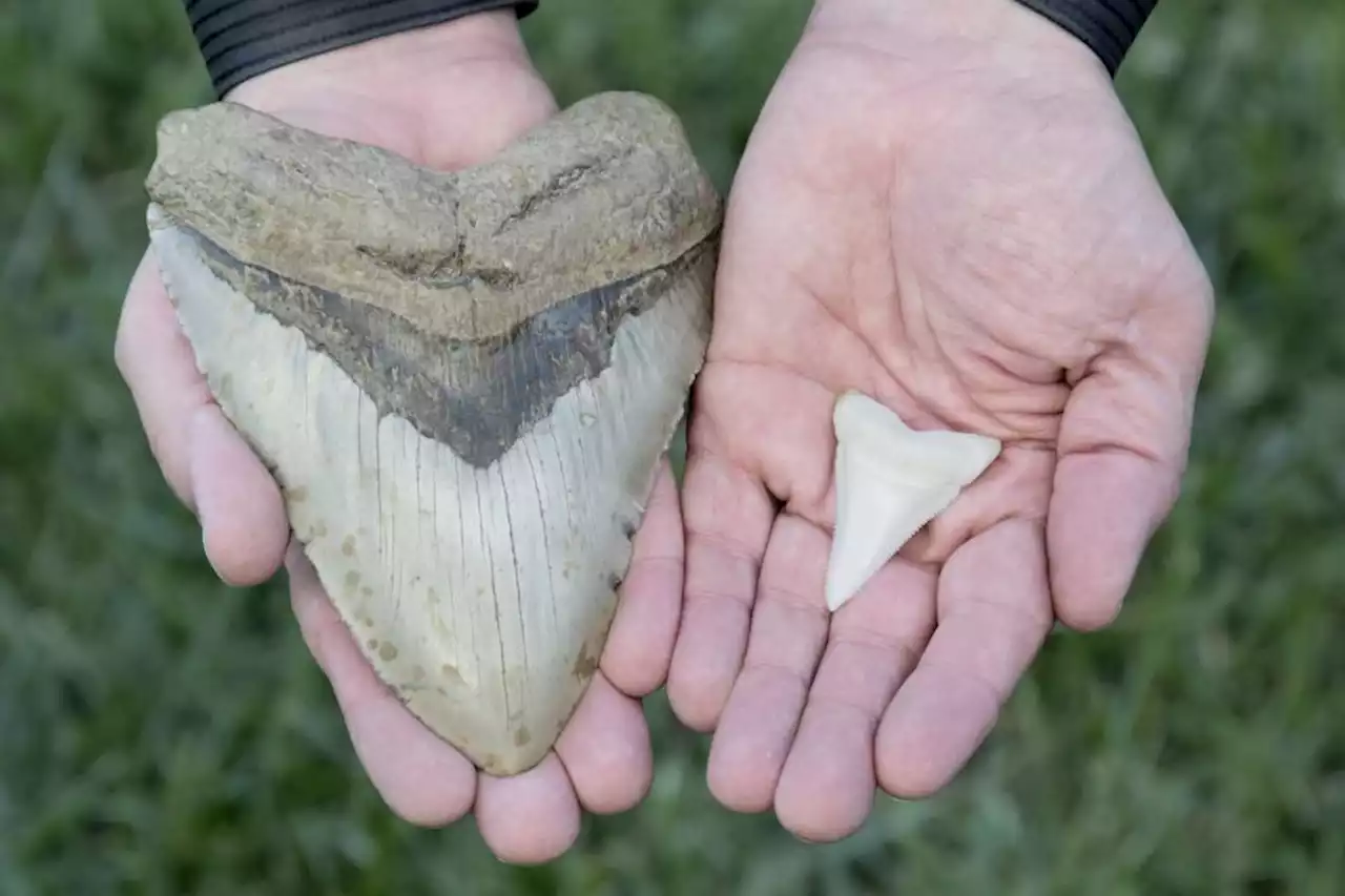 New Evidence Reveals That Megalodons Were Even More Terrifying and Powerful Than Scientists Thought