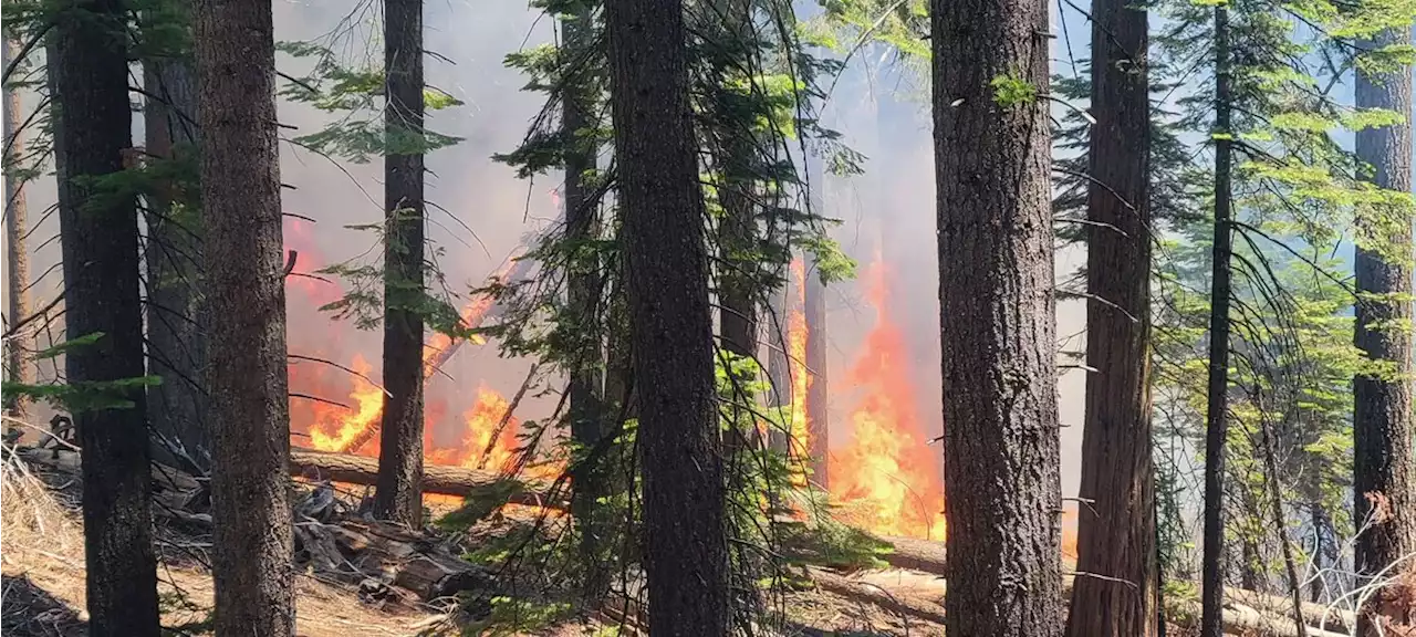 Wildfire closes Yosemite's famed Mariposa Grove