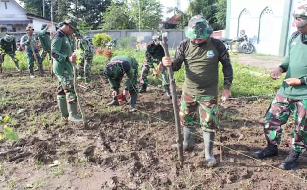 Kodim Klaten Tanam Jagung di Lahan 4.200 Meter Persegi, Ini Targetnya