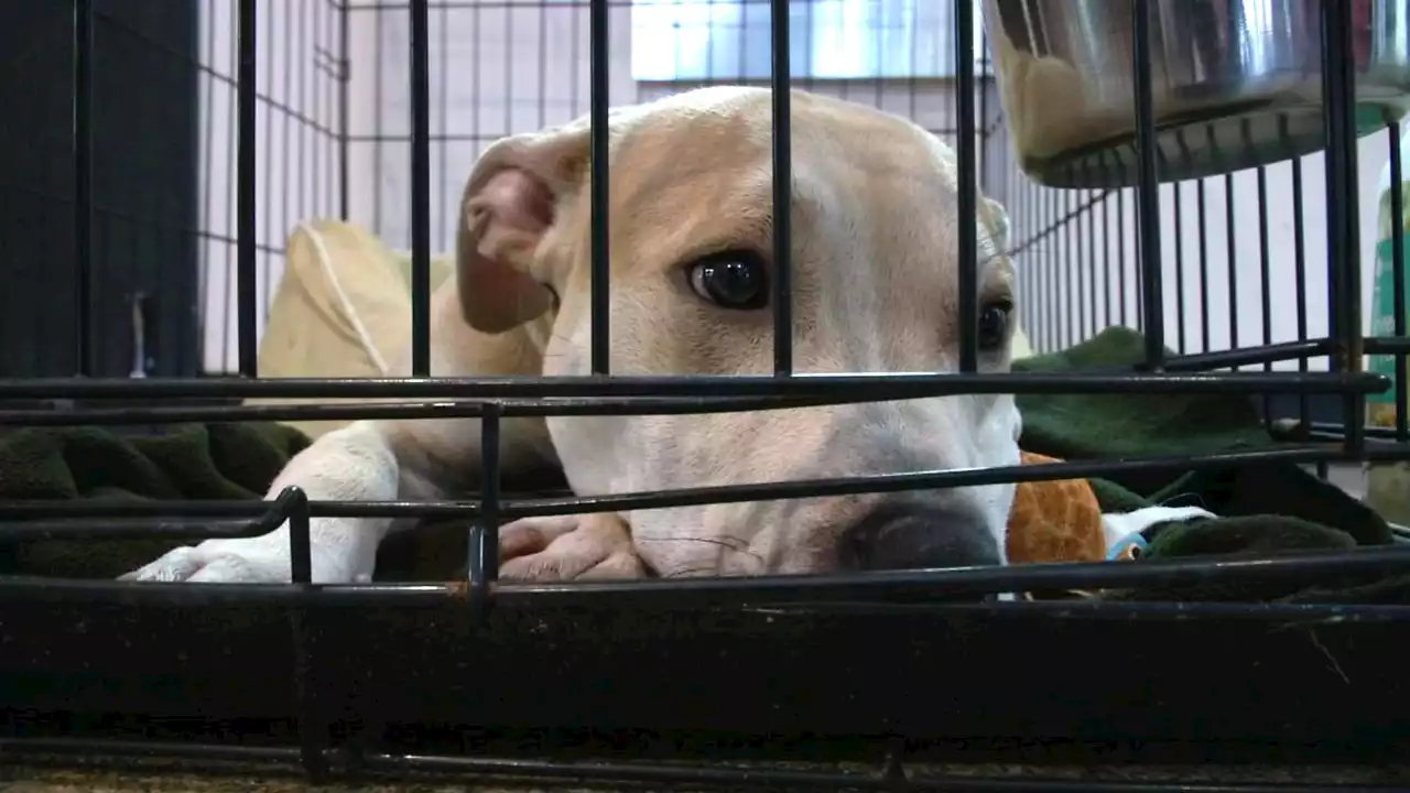 Austin Animal Center calling for emergency fosters