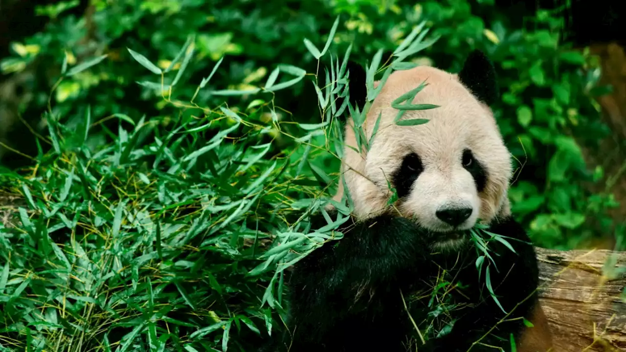 Wie Pandas zu Bambus-Liebhabern wurden