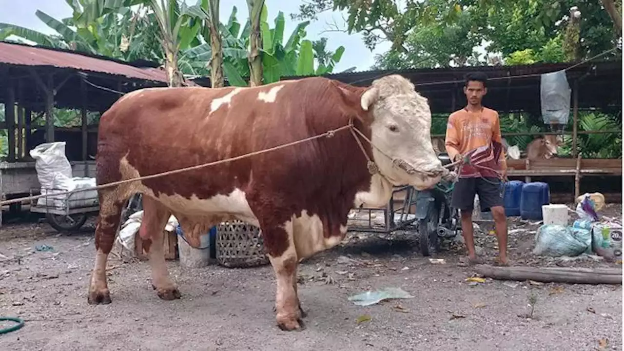 Deretan Sapi Kurban Presiden Jokowi di Berbagai Daerah