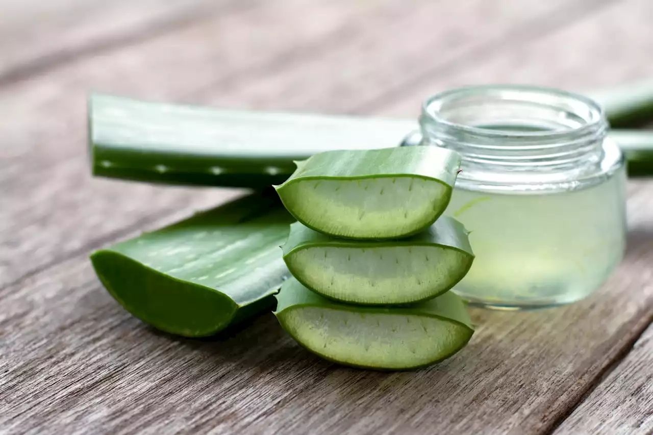 Daily hacks: Here is why aloe vera is the go to plant for skincare | The Citizen