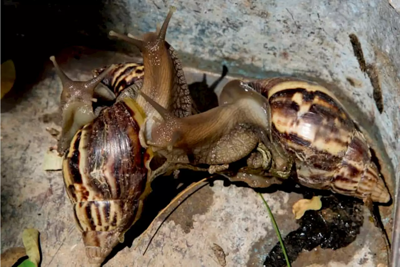 Effort begun to eradicate giant African snails in Florida