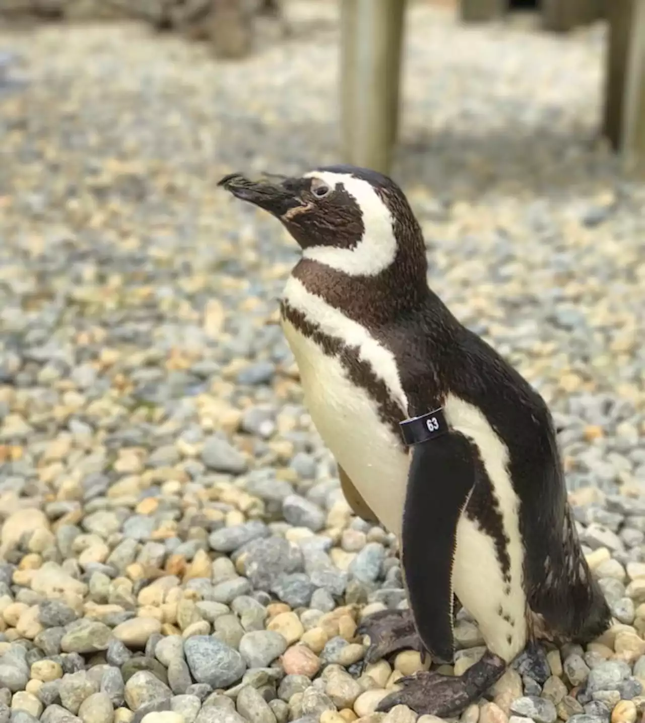 Oldest Magellanic penguin at San Francisco Zoo dies at 40