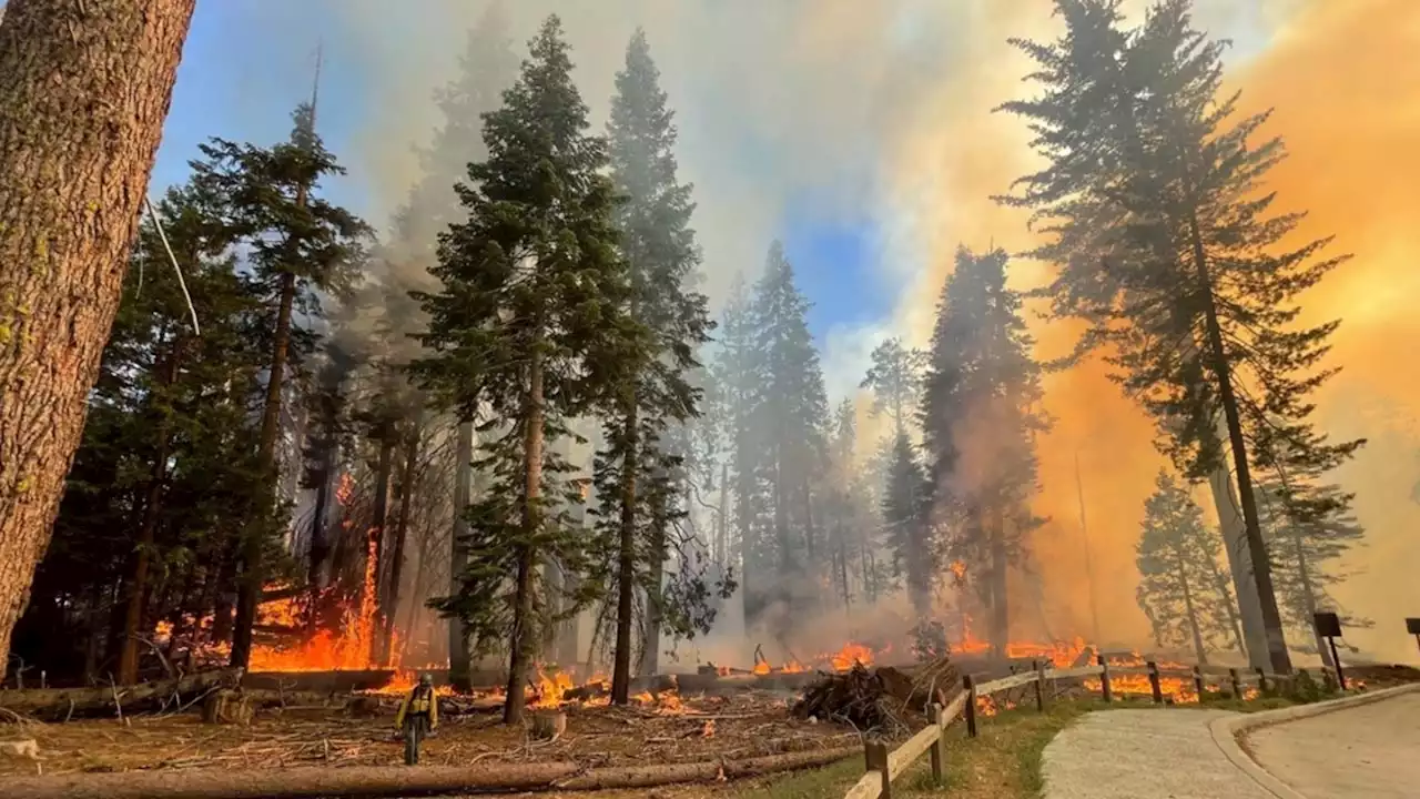 Washburn Fire: Yosemite's Highway 41 entrance closed, 703 acres charred