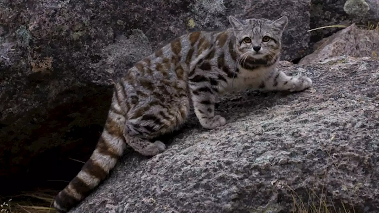 Avistan al 'fantasma de los Andes': una especie de gato en peligro de extinción