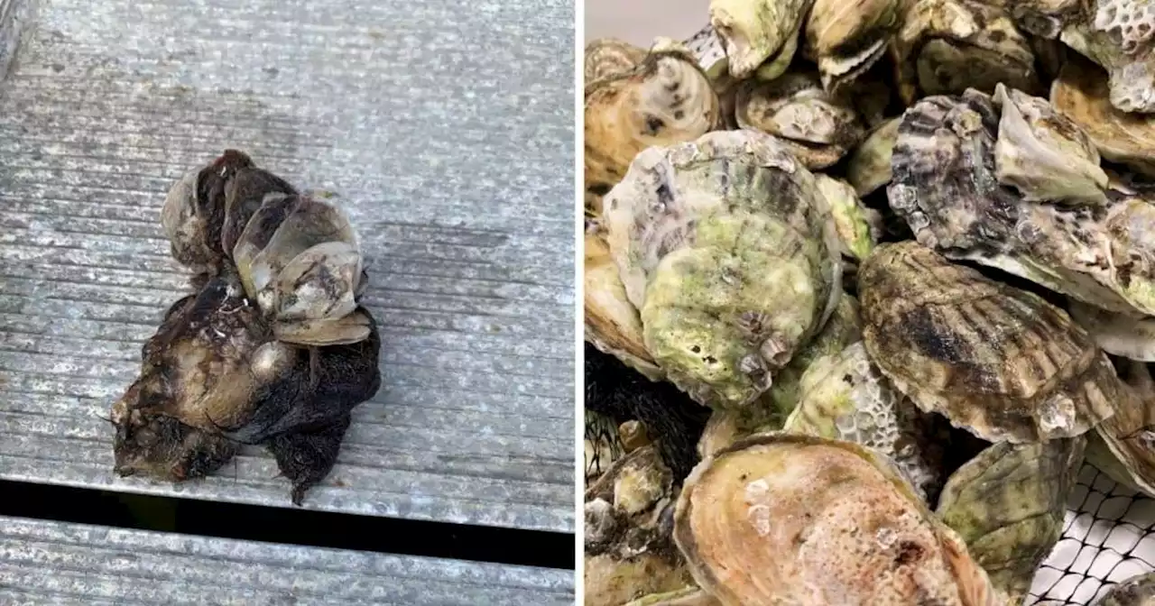 'Forever chemicals' potentially hazardous to human health found in Florida oysters