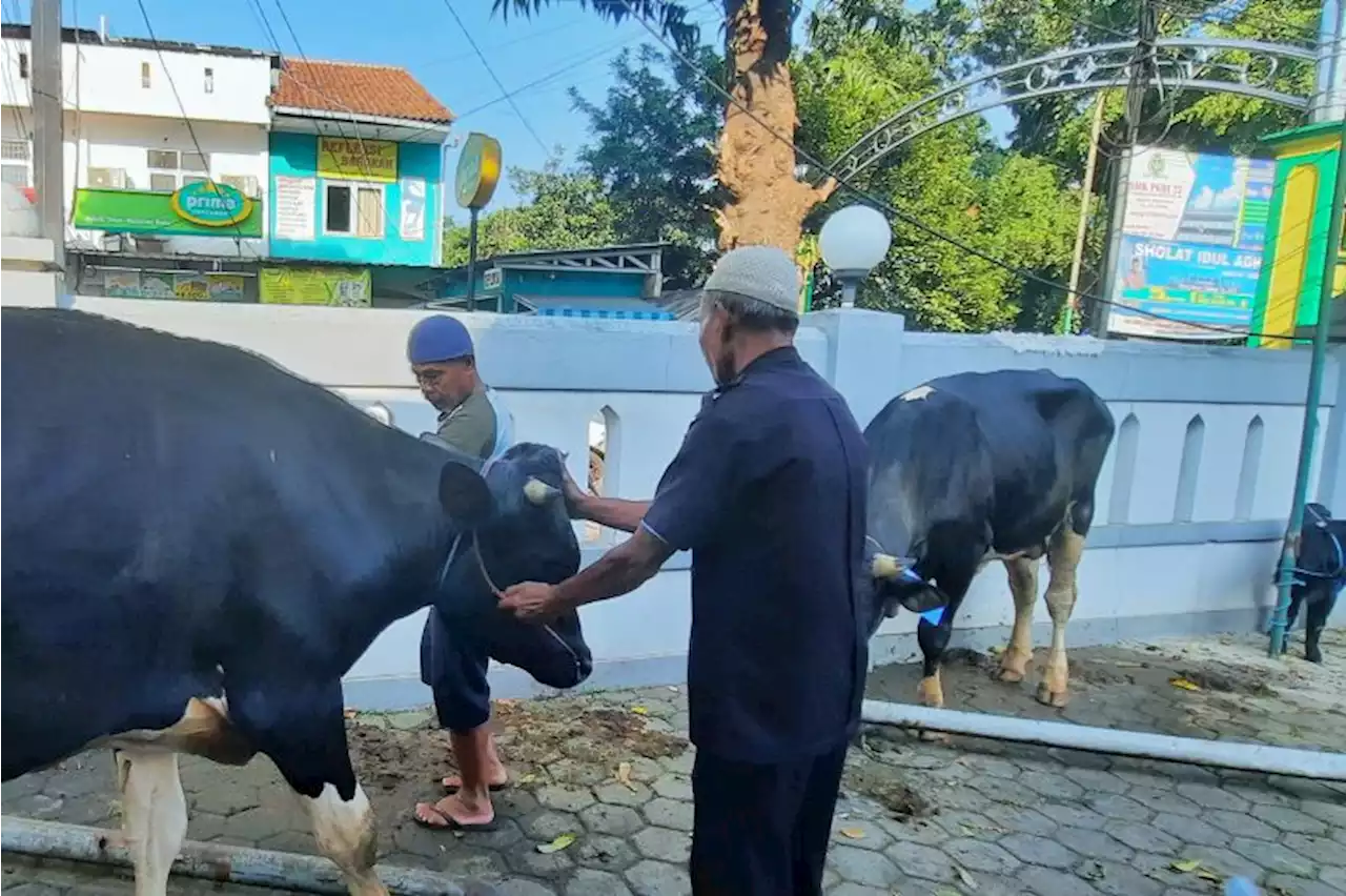 Hewan kurban Masjid At-Taqwa sudah jalani masa karantina empat hari