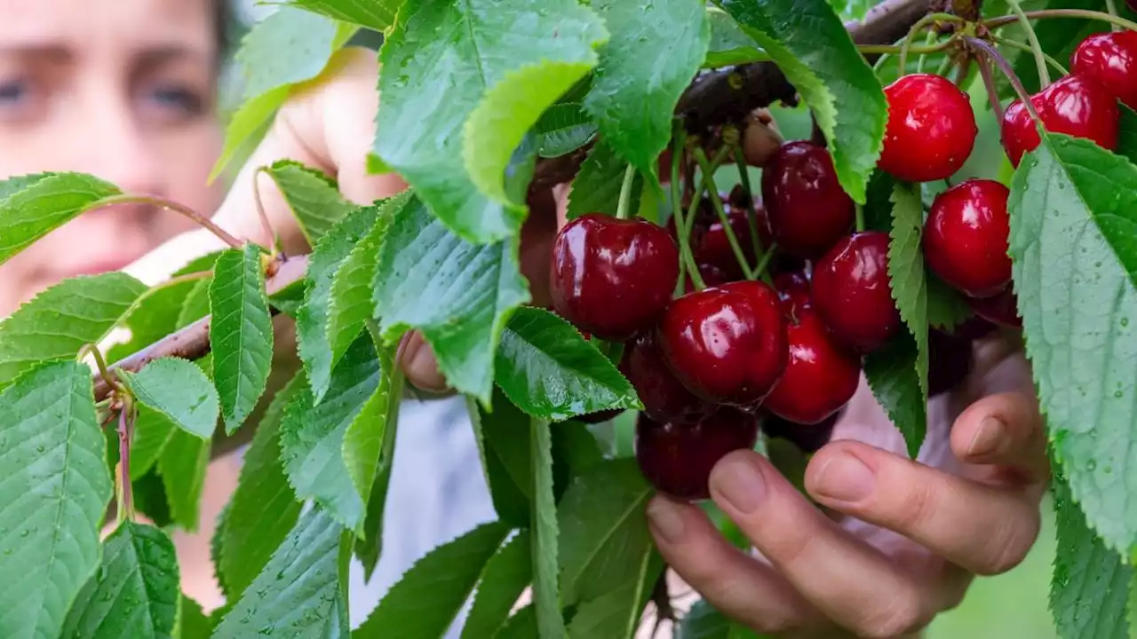 Freude, Fluch und Früchte - Kirschen sind einfach das tollste Obst des Sommers