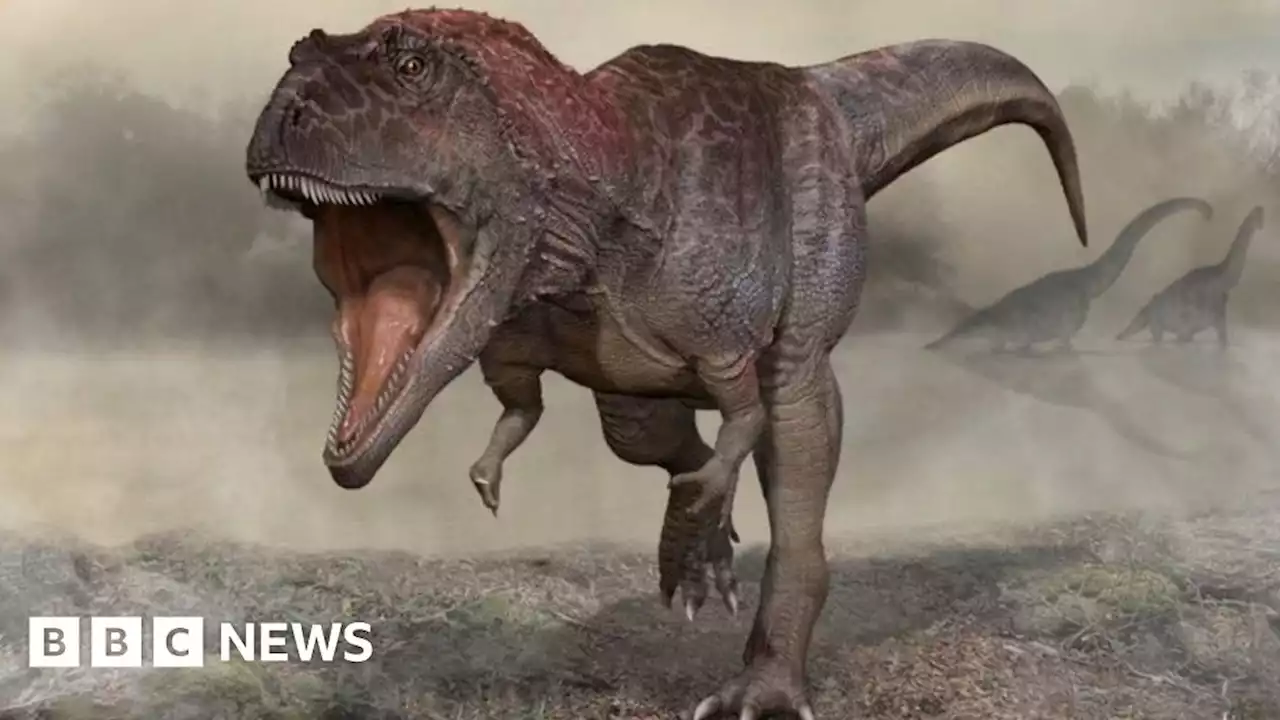 Dinosaur finding hints at why T-rex had small arms