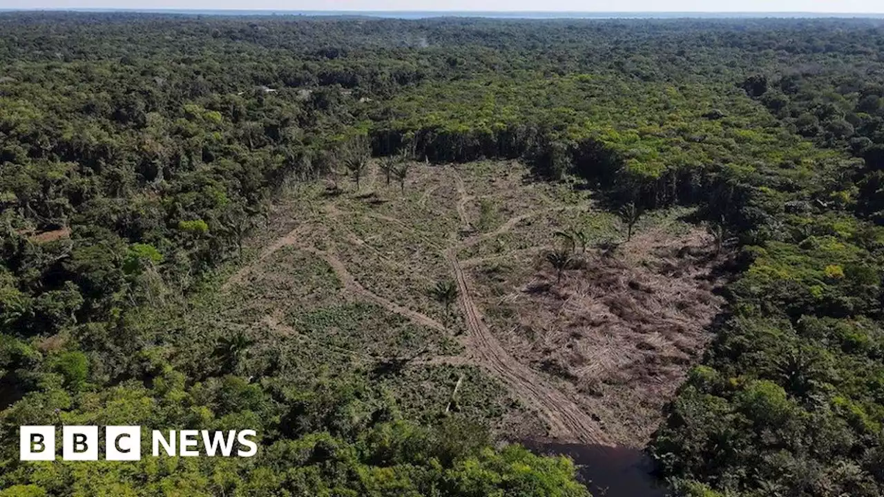 Amazon Rainforest: Highest deforestation rate in six years