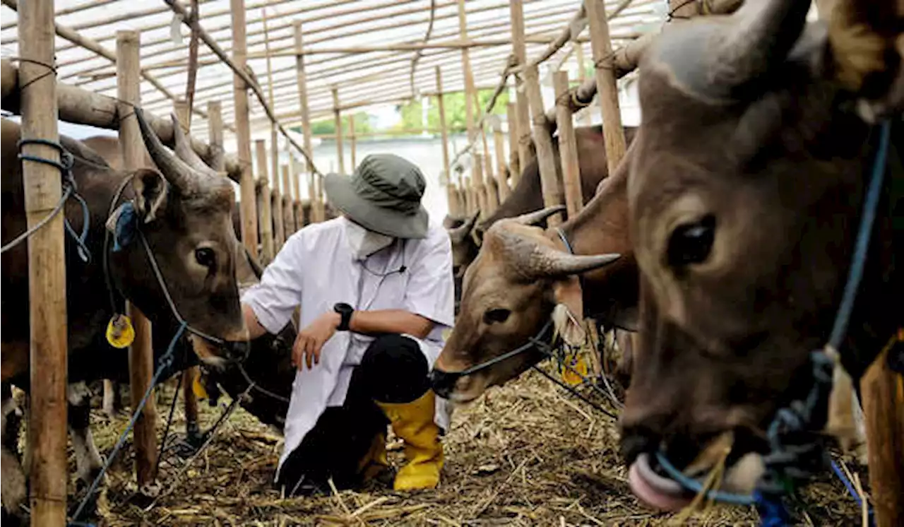 Cegah PMK, 58.010 Hewan Kurban di Jakarta Telah Diperiksa