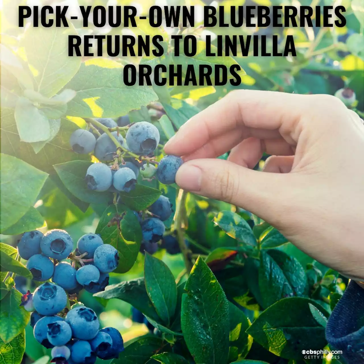 Blueberry Festival Returns To Linvilla Orchards This Sunday