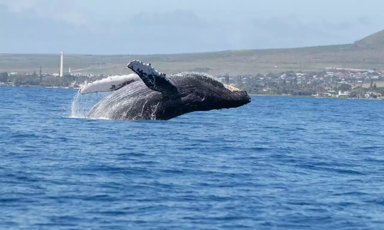 Is Hedera ready for a solid bull run amid HBAR’s whale activity