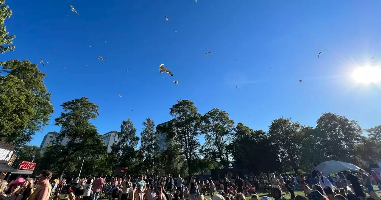 Gulls dominate TRNSMT sky swooping over heads of punters in scrounge for food