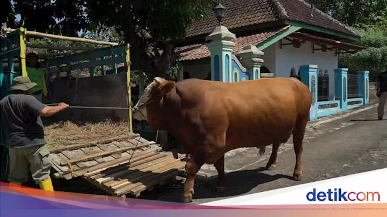 Presiden Jokowi Borong 5 Sapi Limosin dari Boyolali untuk Kurban