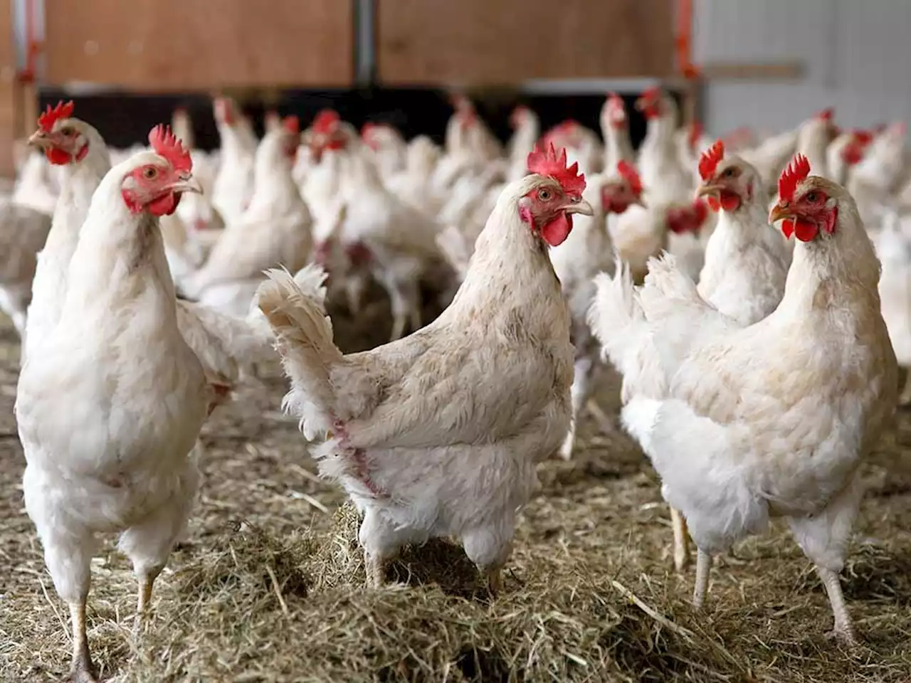 Broiler raisers want Marcos to reduce chicken imports to encourage local production