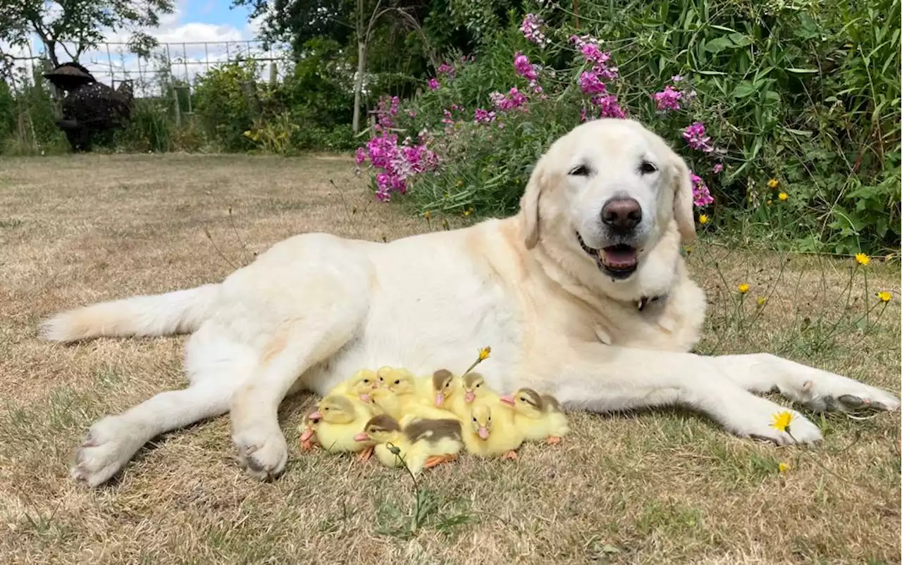 Proud pooch becomes dad to 15 ducks at Mountfitchet Castle