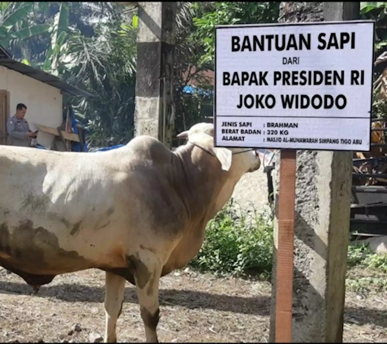 Lima Masjid di Sumbar Kebagian Sapi Kurban dari Jokowi, Ini Lokasinya