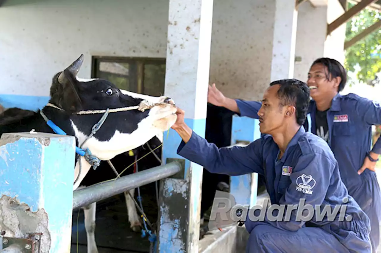 UMM Bentuk Satgas PMK, Pastikan Kesehatan Hewan Kurban