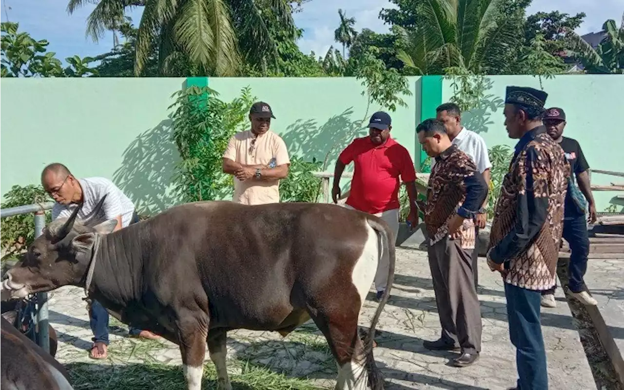 Ikaljatim Tanah Papua Sumbangkan 2 Ekor Sapi Kurban, Suyanto: Terima Kasih, Pak Paulus Waterpauw